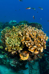Fototapeta na wymiar Coral reef scenics of the Sea of Cortez, Baja California Sur, Mexico. 