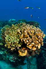 Coral reef scenics of the Sea of Cortez, Baja California Sur, Mexico.  © leonardogonzalez