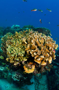 Coral reef scenics of the Sea of Cortez, Baja California Sur, Mexico. 