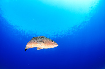 Leopard grouper (Mycteroperca rosacea), in a shipwreck, reefs of the Sea of Cortez, Pacific ocean. Cabo Pulmo National Park, Baja California Sur, Mexico.