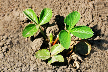 A small Bush of strawberries with green leaves.