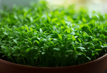 Green spring young parsley, spice grown at home in the kitchen.