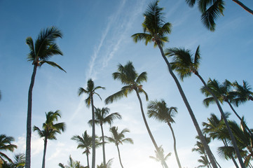 Fototapeta na wymiar Palm trees on blue sky