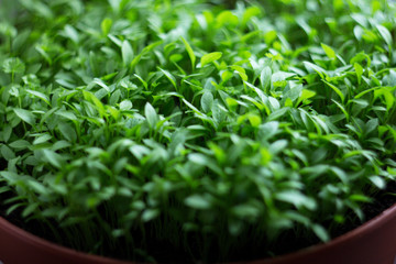 Green spring young parsley, spice grown at home in the kitchen.