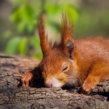 Rotes Eichh&ouml;rnchen liegt b&auml;uchlings auf Baumstamm und schl&auml;ft