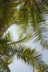 Fototapeta na wymiar Isla, paraíso, edén, puesta de sol palmeras, Guna Yala, Kuna Yala, San Blas, Panamá, Caribe
