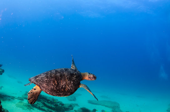 Sea turtle resting in the reefs of Cabo Pulmo National Park, Cousteau once named it The world's aquarium. Baja California Sur,Mexico.