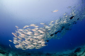 Big eye Trevally Jack, (Caranx sexfasciatus) in polarized school, bait ball or tornado with a diver...