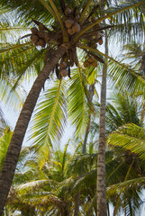 Obraz premium Isla, paraíso, edén, puesta de sol palmeras, Guna Yala, Kuna Yala, San Blas, Panamá, Caribe