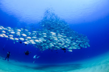 Obraz premium Big eye Trevally Jack, (Caranx sexfasciatus) in polarized school, bait ball or tornado with a diver taking pictures. Cabo Pulmo National Park, The world's aquarium. Baja California Sur,Mexico.