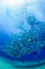 Big eye Trevally Jack, (Caranx sexfasciatus) in polarized school, bait ball or tornado with a diver taking pictures. Cabo Pulmo National Park, The world's aquarium. Baja California Sur,Mexico.