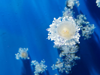 detail of jellyfish in aquarium