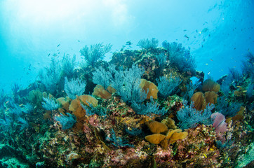 Coral reef scenics of the Sea of Cortez, Baja California Sur, Mexico.  © leonardogonzalez