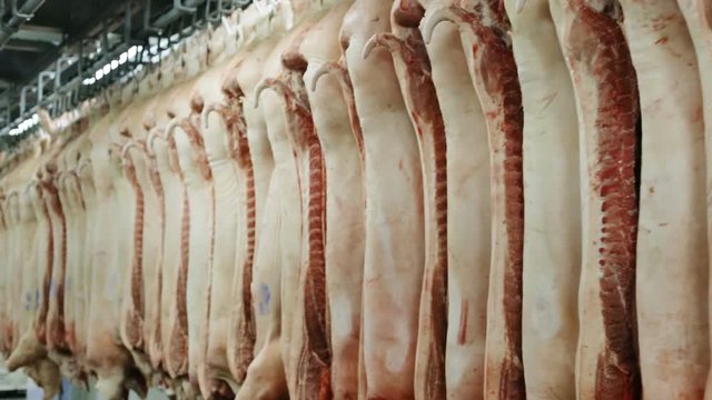 dead livestock of pigs hanging on hooks in slaughterhouse after killing closeup view from below animal death steak beefsteak butcher food business slaughter factory nobody meat consumerism nutrition