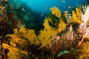 Coral reef scenics of the Sea of Cortez, Baja California Sur, Mexico. 