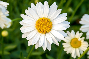 close up of white daisy flower in summer garden