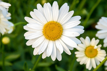 Fototapeta premium close up of white daisy flower in summer garden