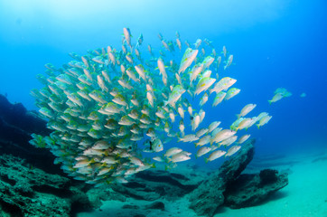 Fototapeta na wymiar Graybar grunt (Haemulon sexfasciatus), forming a school in a shipwreck, reefs of Sea of Cortez, Pacific ocean. Cabo Pulmo, Baja California Sur, Mexico. Cousteau named it The world's aquarium.
