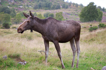 Fototapeta premium Moose walk in moor