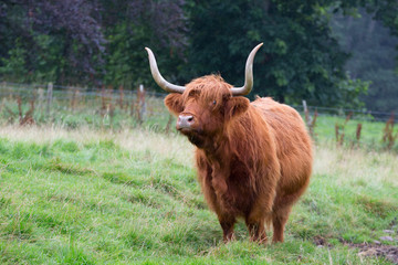 Highland Cattle in field