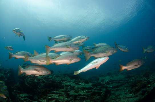 Big Dog Snapper (Lutjanus novemfasciatus), hunting trevally, reefs of Sea of Cortez, Pacific ocean. Cabo Pulmo National Park, Baja California Sur, Mexico. 