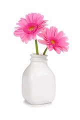 Pink Gerber daisy flowers in a bottle style vase, isolated on a white background