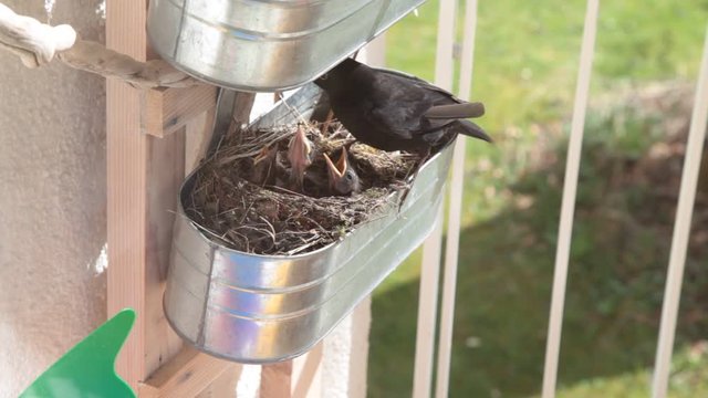 Vogelf&uuml;tterung im Vogelnest