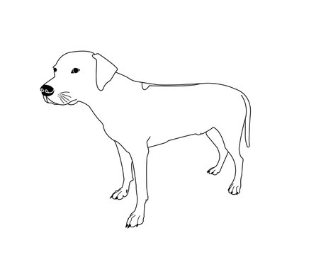 Rhodesian ridgeback (R&uuml;de) - Silhouette zum ausmalen
