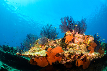 Coral reef scenics of the Sea of Cortez, Baja California Sur, Mexico. 