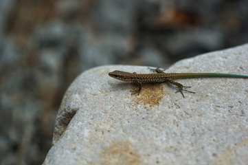 brown spotted lizard with green tail