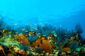 Coral reef scenics of the Sea of Cortez, Baja California Sur, Mexico.  © leonardogonzalez