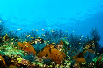 Coral reef scenics of the Sea of Cortez, Baja California Sur, Mexico.  © leonardogonzalez