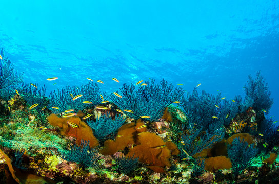 Fototapeta Sceneria rafy koralowej Morza Corteza, Baja California Sur, Meksyk.