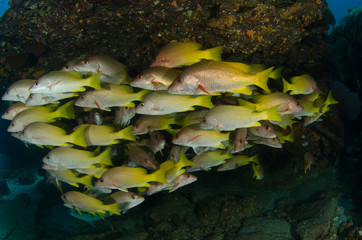 Obraz premium Yellow snapper (Lutjanus argentiventris), forming a school in a shipwreck, reefs of Sea of Cortez, Pacific ocean. Cabo Pulmo, Baja California Sur, Mexico.