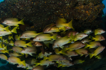 Fototapeta premium Yellow snapper (Lutjanus argentiventris), forming a school in a shipwreck, reefs of Sea of Cortez, Pacific ocean. Cabo Pulmo, Baja California Sur, Mexico.