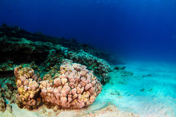 Coral reef scenics of the Sea of Cortez, Baja California Sur, Mexico.  © leonardogonzalez