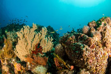 Coral reef scenics of the Sea of Cortez, Baja California Sur, Mexico.  © leonardogonzalez