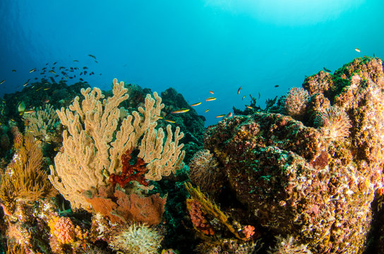 Coral reef scenics of the Sea of Cortez, Baja California Sur, Mexico. 