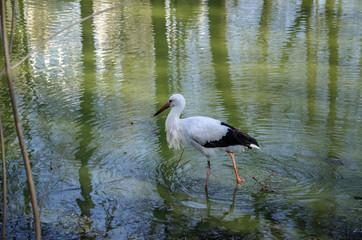 white stork in the water