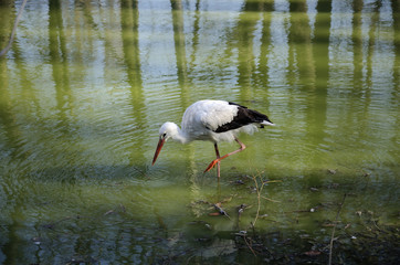 white stork in the water © Alla 