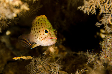 Fototapeta premium Reef fishes from the sea of cortez, mexico