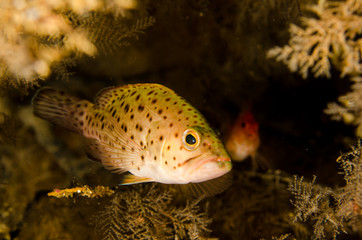 Fototapeta premium Reef fishes from the sea of cortez, mexico