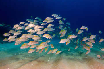 Obraz premium Graybar grunt (Haemulon sexfasciatus), forming a school in a shipwreck, reefs of Sea of Cortez, Pacific ocean. Cabo Pulmo, Baja California Sur, Mexico. Cousteau named it The world's aquarium.