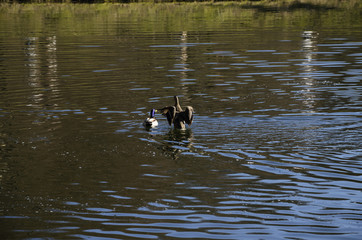 ducks on the lake, in the spring