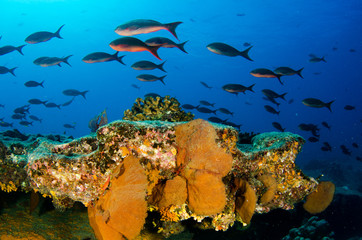 Coral reef scenics of the Sea of Cortez, Baja California Sur, Mexico.  © leonardogonzalez