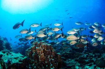 Coral reef scenics of the Sea of Cortez, Baja California Sur, Mexico.  © leonardogonzalez