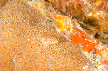 Fototapeta premium Blennys from the sea of cortez, mexico.