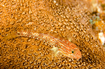 Fototapeta premium Blennys from the sea of cortez, mexico.