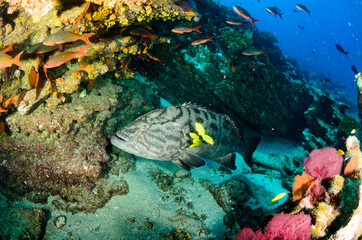 Obraz premium Big Gulf grouper (Mycteroperca jordani), resting in the reefs of the Sea of Cortez, Pacific ocean. Cabo Pulmo National Park, Baja California Sur, Mexico.