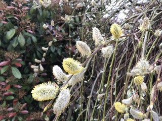 Printemps et bourgeons